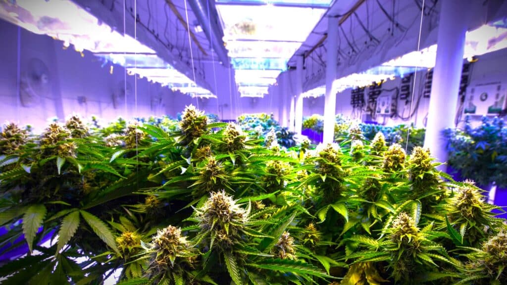 mmj