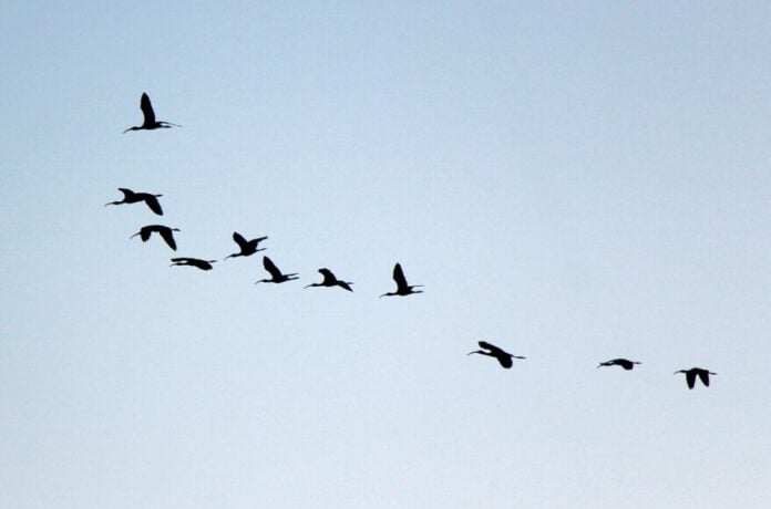 Ibises flock at Quivira National Wildlife Refuge last fall.