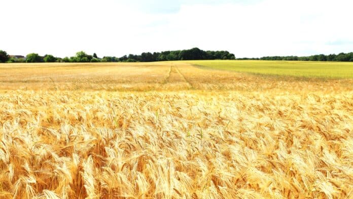 Mid-day over a shining wheatfield by DESPIERRES Cécile