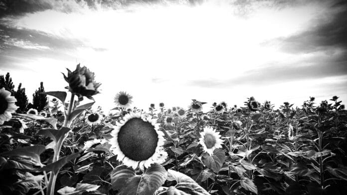 Black and White Sunflower Field Under Dark Skies By Alex P.