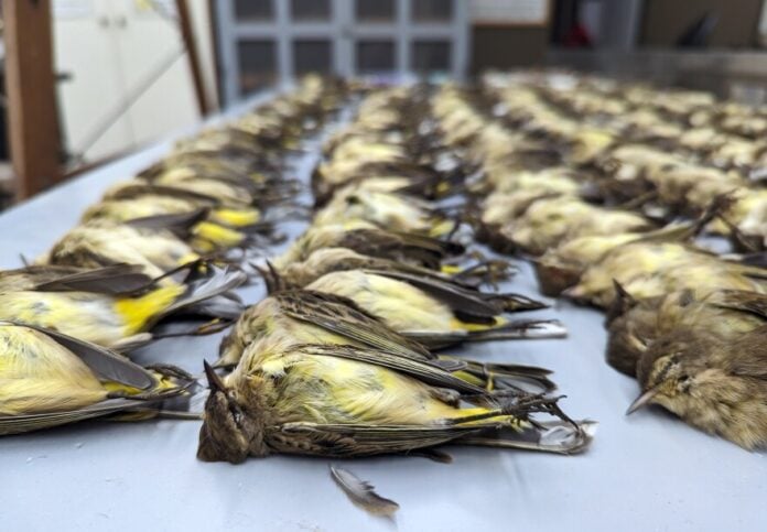 These are some of the approximately 1,000 birds that slammed into McCormick Place in Chicago on Oct. 5, 2023. That was a night and morning when especially high numbers of birds were migrating along Lake Michigan. The building's windows have since been treated with a film that makes them visible to birds. Very few birds have hit the windows since then.