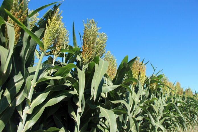 download (44) USAID has funded research at K-State over the past decade that helped farmers in the U.S. weather the arrival of an invasive insect that attacks their sorghum fields.