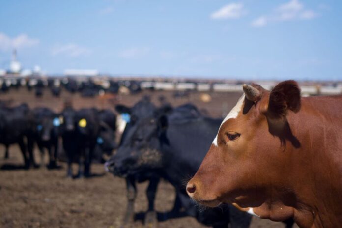 Cattle stand in pens awaiting their feed in a feedlot near Garden City, just west of Larned.