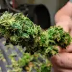 Industrial hemp grown at Tallgras Hemp and Cannabis in 2019. The vast majority of hemp grown in Kansas is used for nonconsumable products, like fiber for rope and clothing.