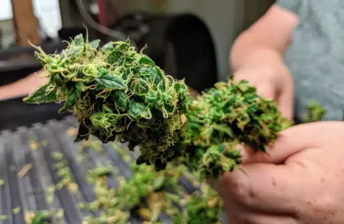download (33) Industrial hemp grown at Tallgras Hemp and Cannabis in 2019. The vast majority of hemp grown in Kansas is used for nonconsumable products, like fiber for rope and clothing.