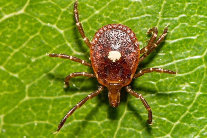 Lone-Star-Tick-KSU The Lone Star tick is responsible for most cases of alpha-gal syndrome, a red meat allergy that’s appearing more and more in Kansas. (Kansas State University Research and Extension.)