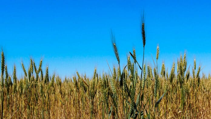 Kansas farmers are expected to see their smallest winter wheat harvest in decades, the result of drought and freezes throughout the growing season. (Photo by Kevin Hardy/Stateline)